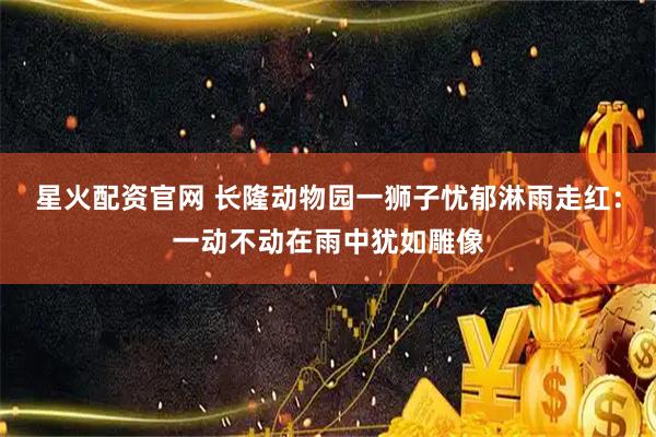 星火配资官网 长隆动物园一狮子忧郁淋雨走红:一动不动在雨中犹如雕像